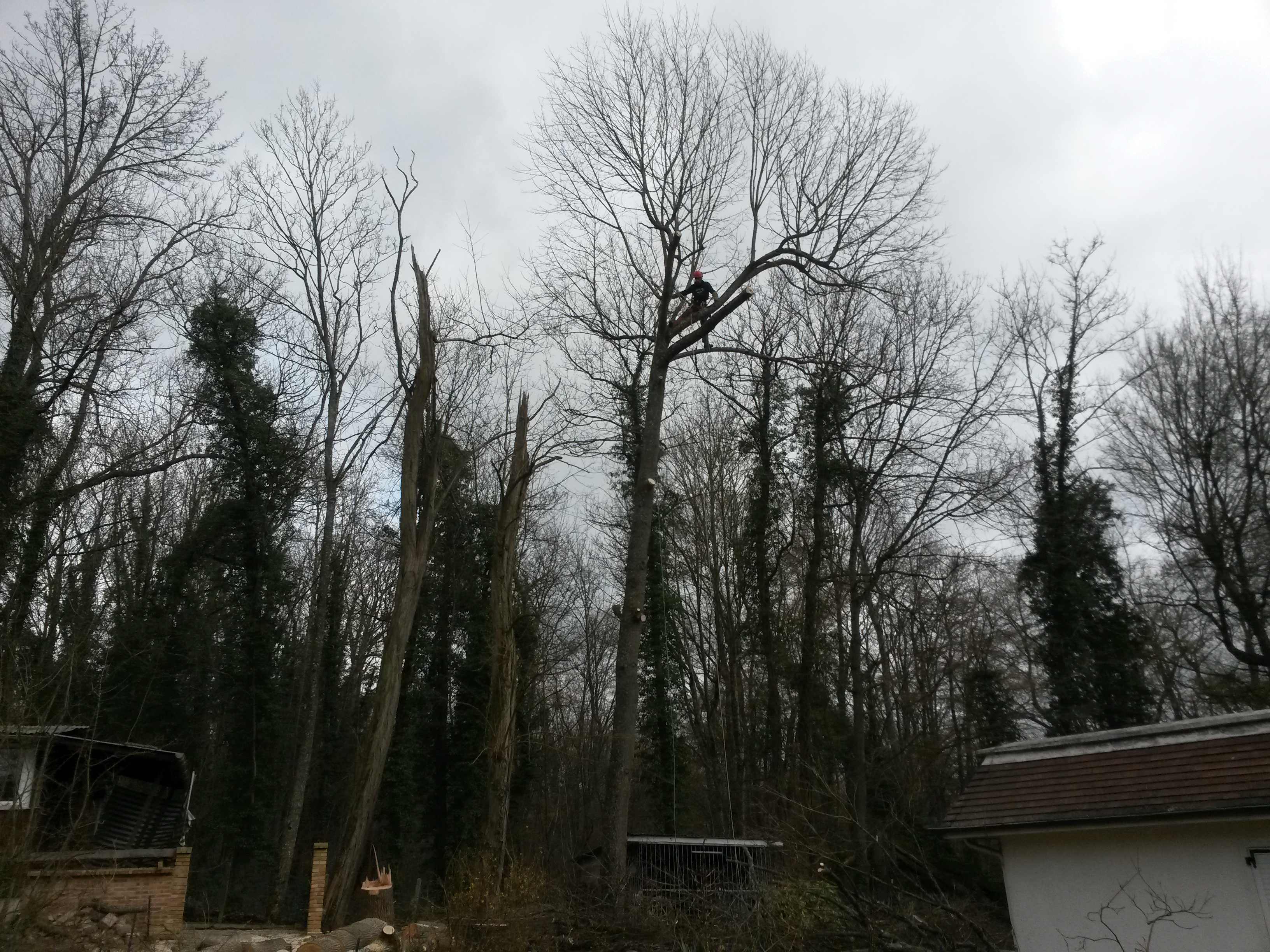 elagage abattage La Ferté sous Jouarre 77260